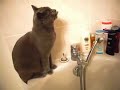 Jules le chartreux et son robinet f�tiche