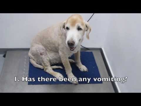 how to cure pyometra in dogs