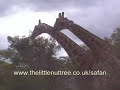 Fighting Giraffes - Excellent Footage
