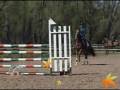 Horse for sale Frances jumper