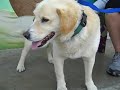 Labrador,Retriever;,Corgi