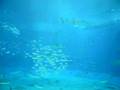 沖縄美ら海水族館