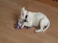 Puppy Funny English Bull Terrier Who Play.