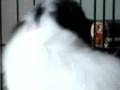 Japanese Chin video