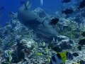 BEST OF BORA POLYNESIE PLONGE DIVE BEST OF BORA POLYNESIE PLONGE DIVE