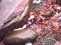 Trout Fishing Cherokee 2005-Sugar Hill Outdoors