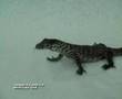Video of Komodo Dragon hatched from a parthenogenetic egg.