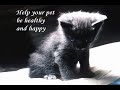 Home Remedies For Your Pet