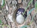 woodpecker fledgling in nest