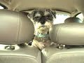 a serious warning to dog and hot dog lovers alike!