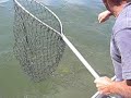 Fishing Barramundi