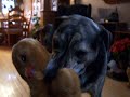 Gryphon & His Squeaky