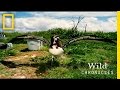 View Video
