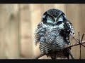 Korean Traditional Song - Song of Birds (???)
