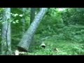 Big Oak Tree Falling - Whew!! Big Oak Tree Falling - Whew!!