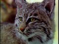 Bill Geist: National Taxidermy Championship