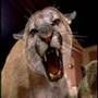 Bill Geist: National Taxidermy Championship