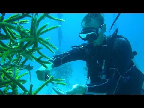 how to grow coral
