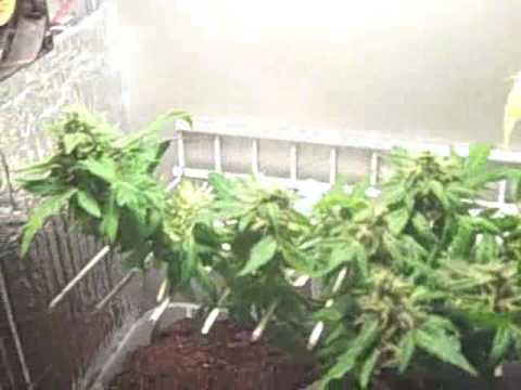 how to grow lst