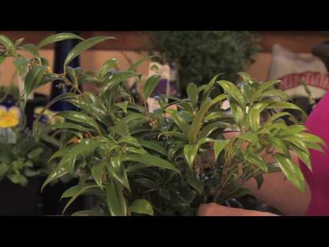 how to transplant sweet woodruff
