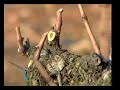 _04_Bodegas Muga.mp4