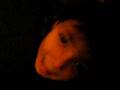 videos de My Cute Niece 