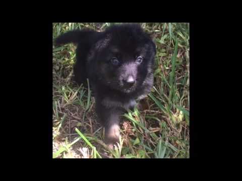 Video of Ronny the AKC German Shepherd puppy