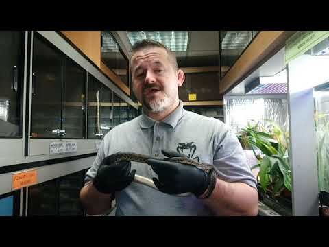 YouTube reptile video