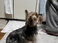 Power Yorkie Girl ﾖｰｸｼｬｰﾃﾘｱ ふせ学習2 ﾖｰｷｰ yorkshire terrier 