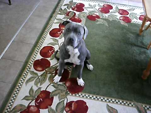 how to train blue nose pitbull