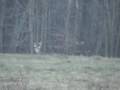 videos de Ohio Buck Video - 11/29/08