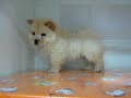Chow Chow Macho STA REF:166