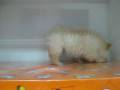 videos de Chow Chow Macho STA REF:166
