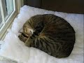 My pets to the extreme