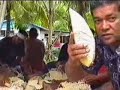 Tuvalu Wedding - Food Preparation 1 of 5
