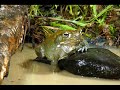 Psychedelic toad hunters stalk Bufo alvarius Psychedelic toad hunters stalk Bufo alvarius