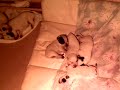 08.11.08 http://www.australiandog.at