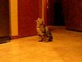 videos de Trophy 