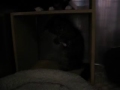 Kitties 3 Kitties 3