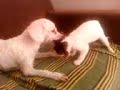 briga de cão e gato
