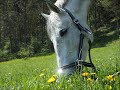 Jazdecké preteky Liptovská Sielnica (Tams & Suprise) - foto 3