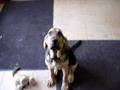 Bloodhound video
