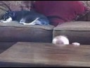 Braxton playing peek-a-boo