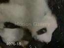 Help Our Endangered Species Now!!