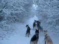 T Rose dogs, 16 Dec 09 Training Run
