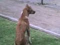 ella es Zulmira