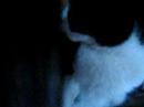 Gato Ciego