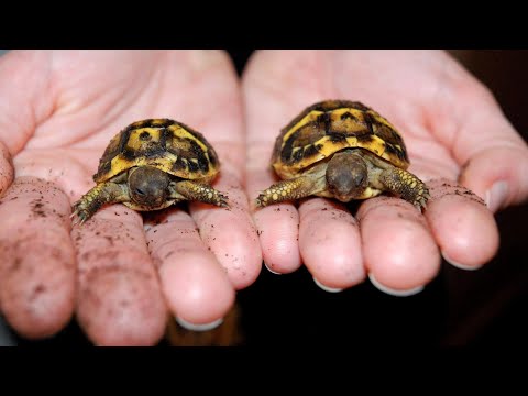 YouTube reptile video