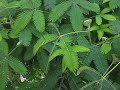 Sensitive Fern - 11 08