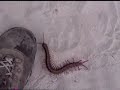 Scolopendra, the dangerous centipede of Thailand
